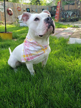 Load image into Gallery viewer, Spring Has Sprung Pet Bandana
